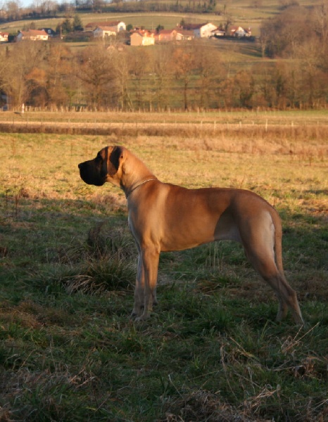 Cannelle Du jardin de l'olympe