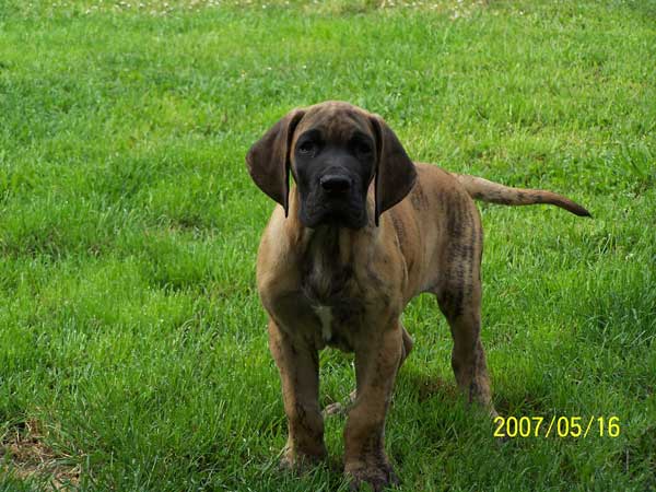 Cole Du jardin de l'olympe