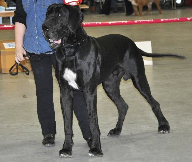 Diao Du jardin de l'olympe